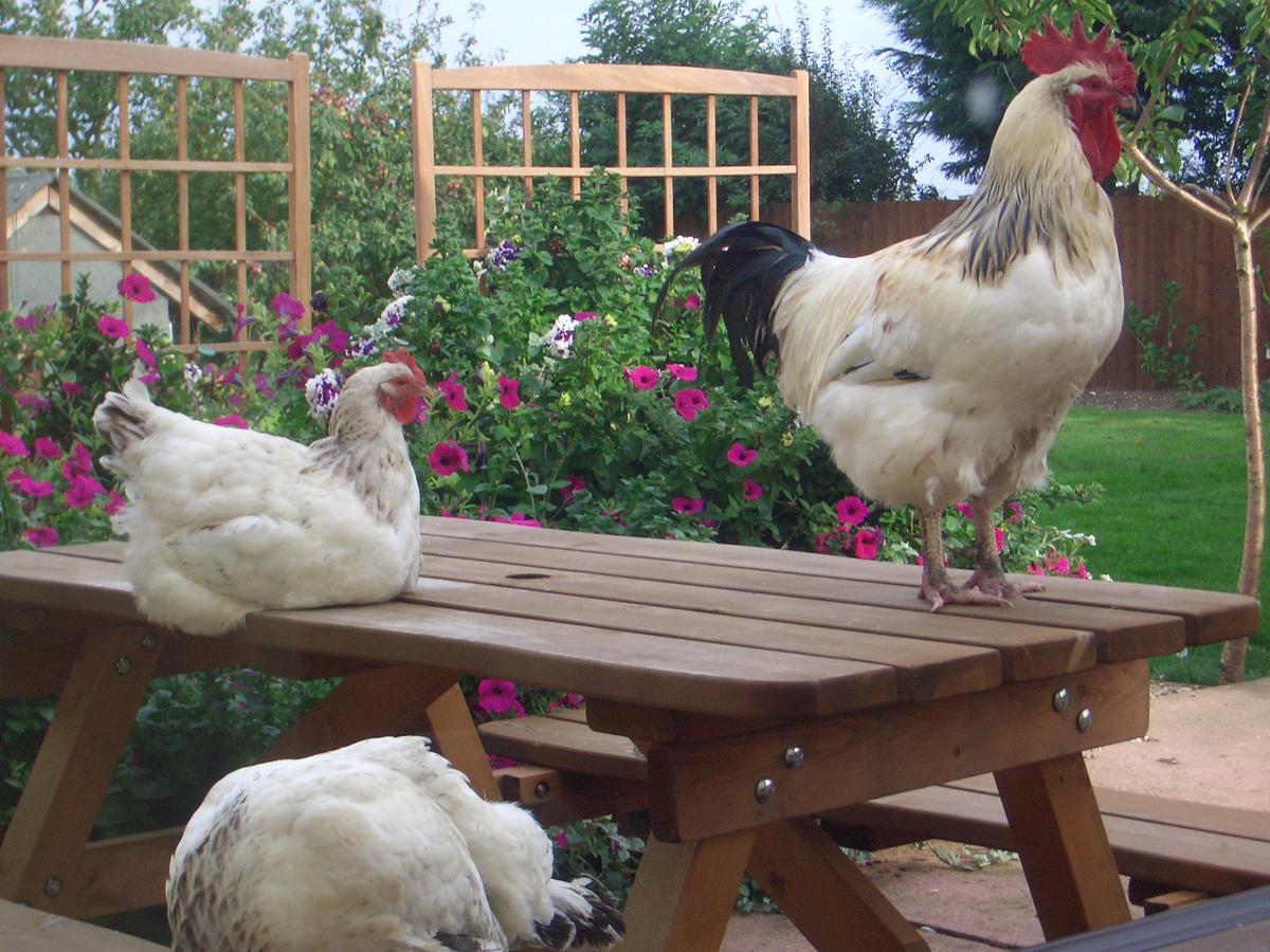 Отель Barmston Farm Кингстон-апон-Халл Экстерьер фото